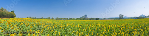Panorama of Beautiful Sunflower field