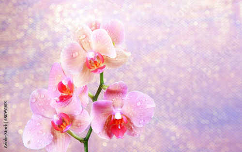 Fototapeta Naklejka Na Ścianę i Meble -  Beautiful blooming orchid  on light color background