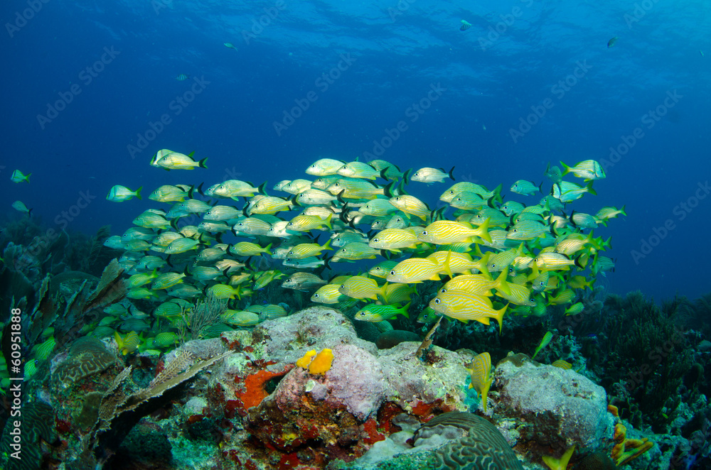 Fototapeta premium caribbean grun ts and snapper