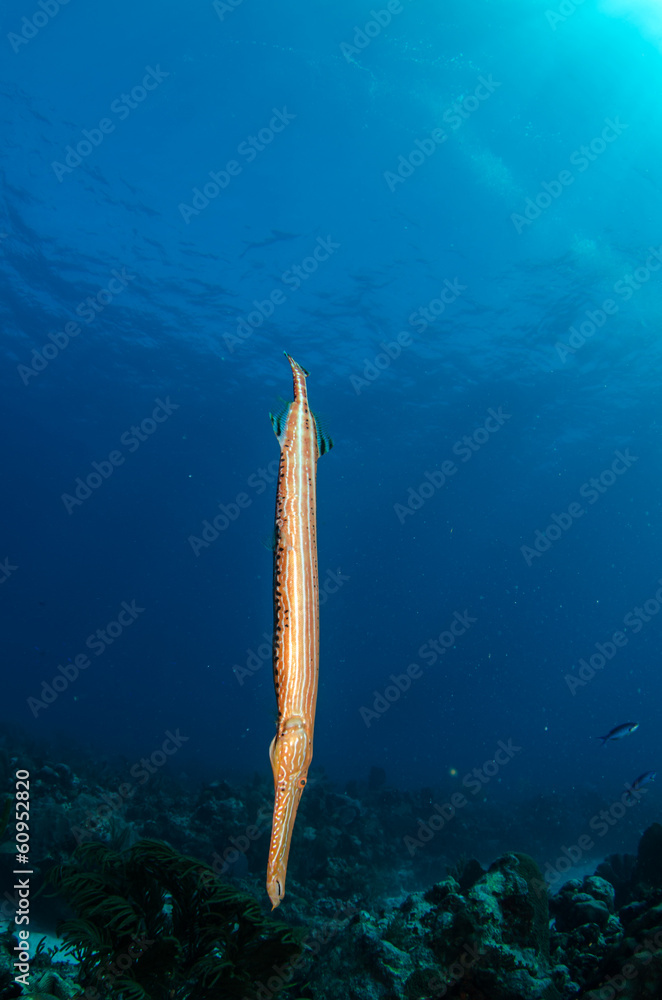 Obraz premium fish from the reefs of the caribbean sea