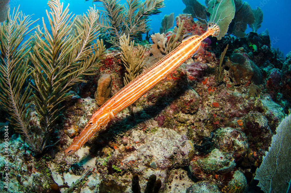 Obraz premium fish from the reefs of the caribbean sea
