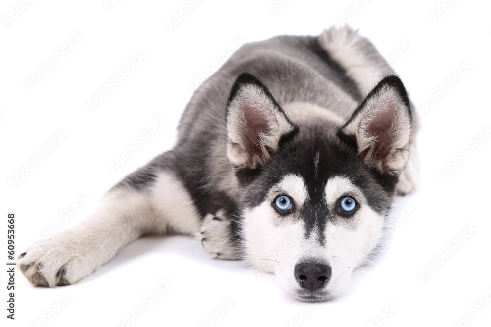 Photographie Beautiful cute husky puppy, isolated on white - Acheter-le sur  Europosters.fr