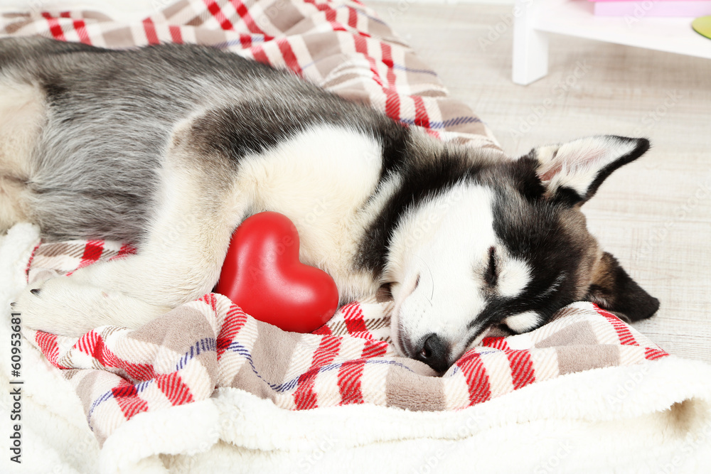 Obraz premium Beautiful cute husky puppy in room