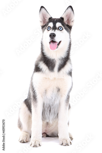 Beautiful cute husky puppy  isolated on white