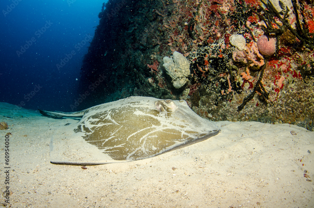 Fototapeta premium stingray