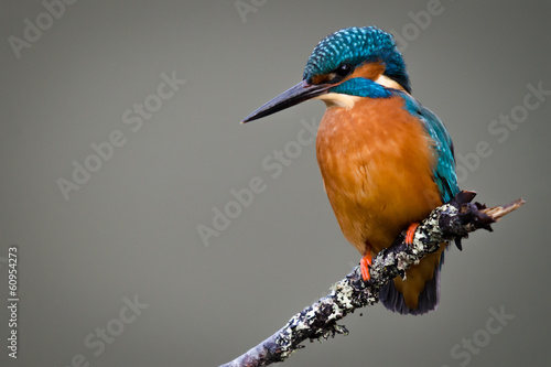 Obraz na plátne UK Wild Kingfisher