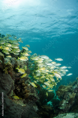 grunts and snappers, caribbean sea
