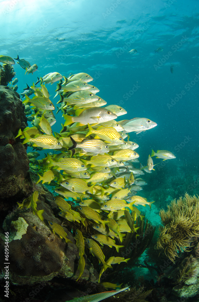 Fototapeta premium grunts and snappers, caribbean sea