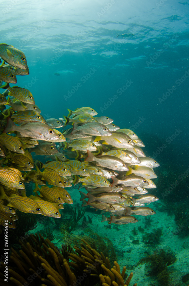 Fototapeta premium grunts and snappers, caribbean sea