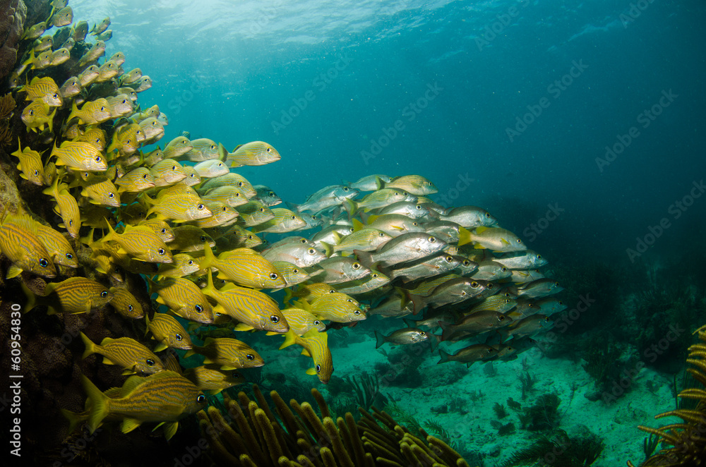 Fototapeta premium grunts and snappers, caribbean sea