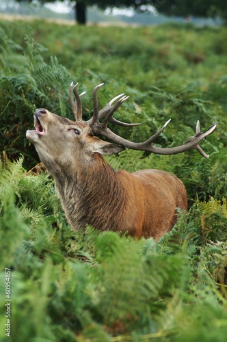 MAMMALS - Red Deer / Jeleń szlachetny photo