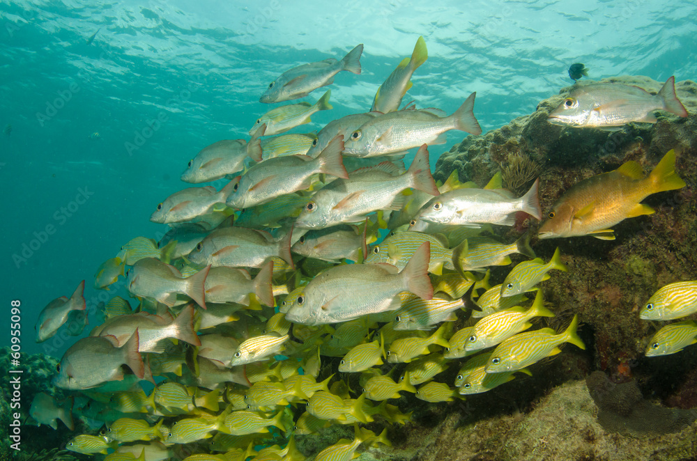 Fototapeta premium grunts and snappers, caribbean sea