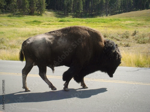 bison sur la route
