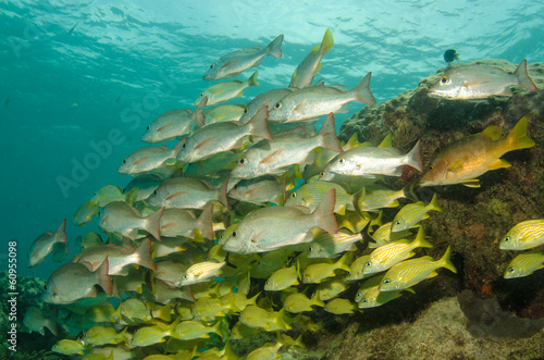 grunts and snappers, caribbean sea
