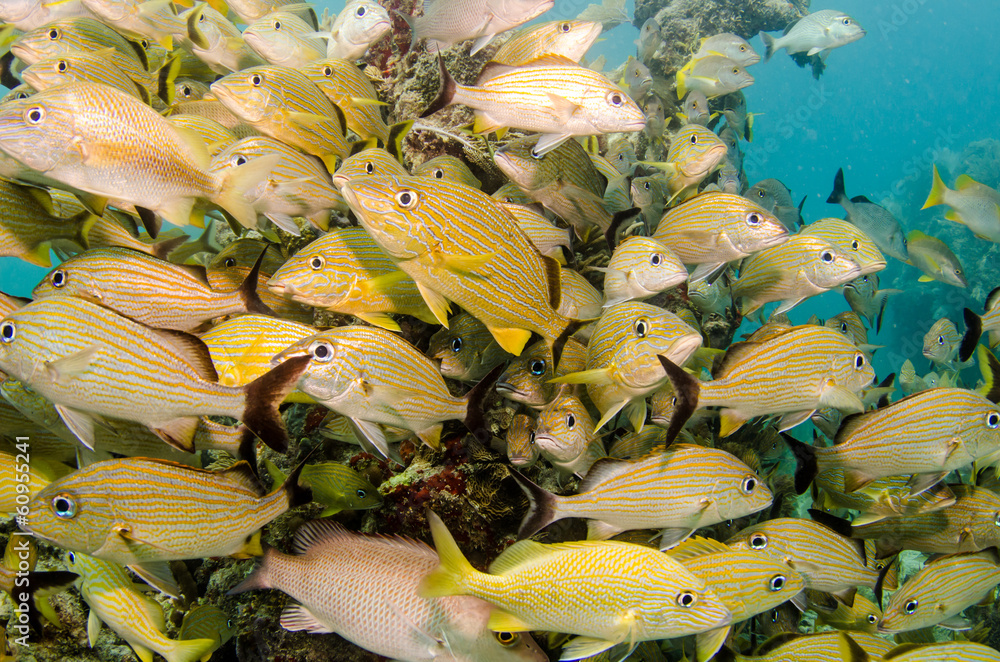 Fototapeta premium grunts and snappers, caribbean sea