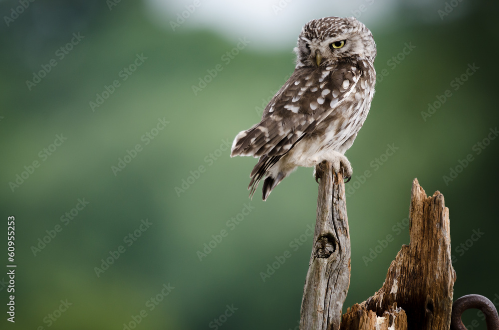 UK wild Little Owl UK wild Little Owl