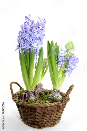 pot de jacinthes en fleur