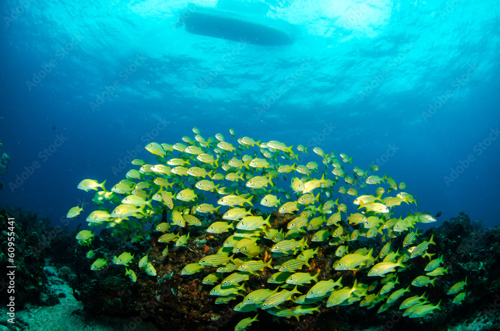 Fototapeta premium grunts and snappers, caribbean sea