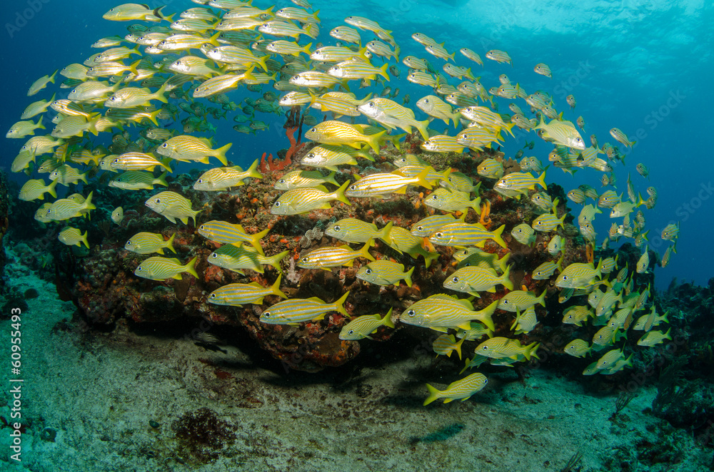 Fototapeta premium grunts and snappers, caribbean sea