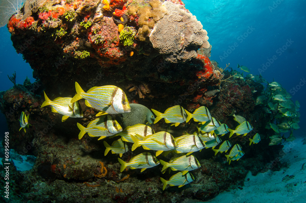 Fototapeta premium caribbean porkfish