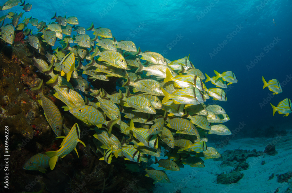 Fototapeta premium grunts and snappers, caribbean sea