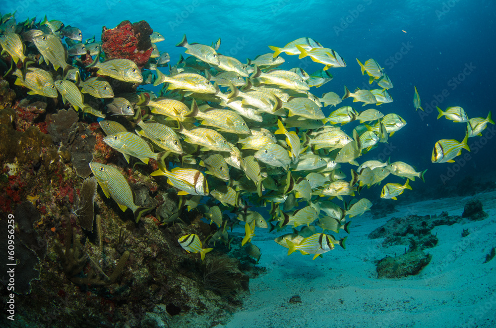 Fototapeta premium grunts and snappers, caribbean sea