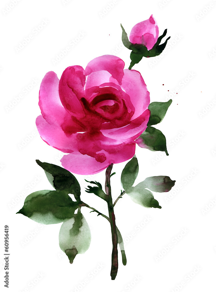 Fototapeta premium Watercolor dark pink rose