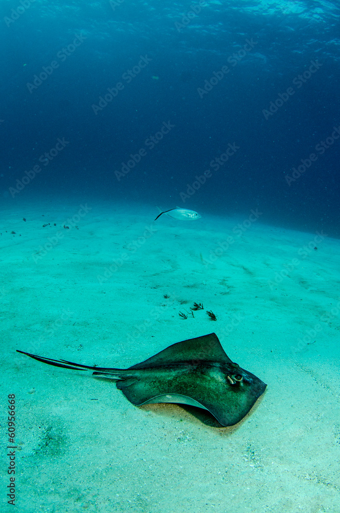Fototapeta premium stingray