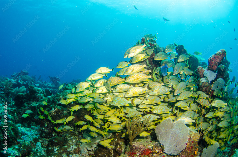 Fototapeta premium grunts and snappers, caribbean sea