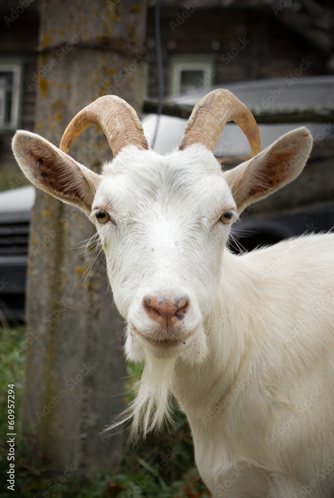 Adult white goat village with large horns. Adult white goat village with large horns.