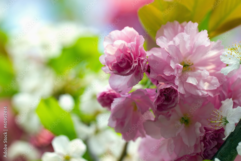 Pink flowering Japanese cherry - Sakura Pink flowering Japanese cherry - Sakura