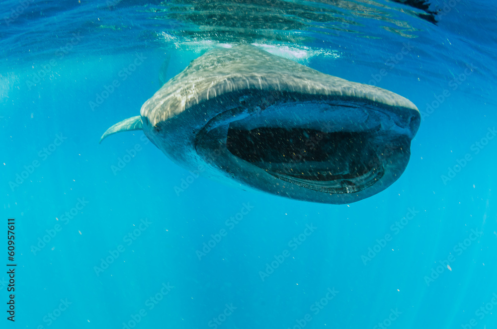 Naklejka premium whale shark