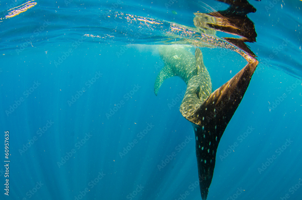 Fototapeta premium whale shark