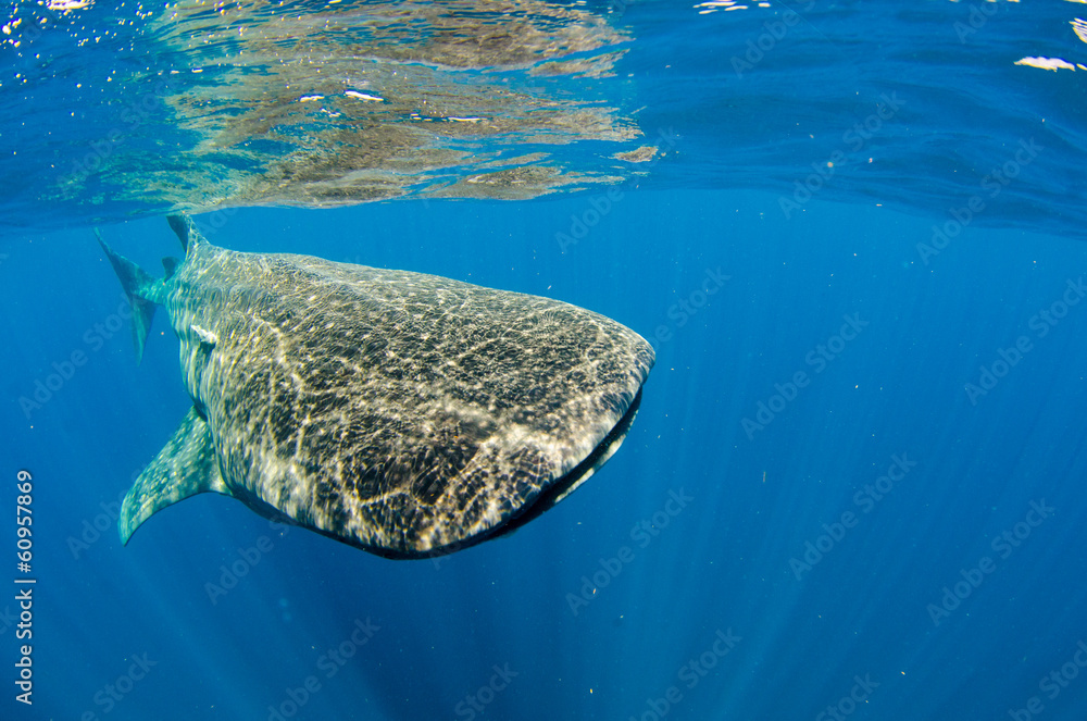 Fototapeta premium whale shark