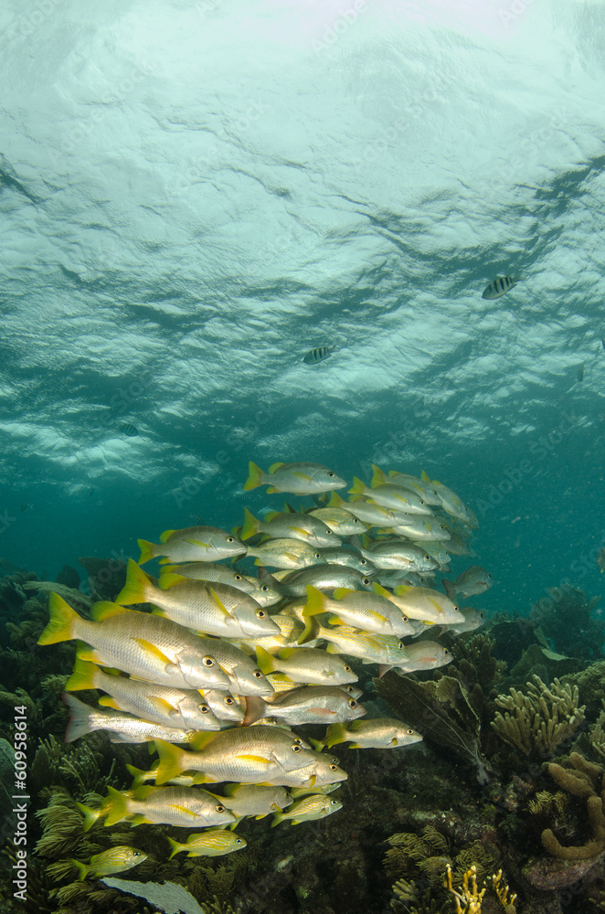 Fototapeta premium Grunts and snappers, caribbean sea.