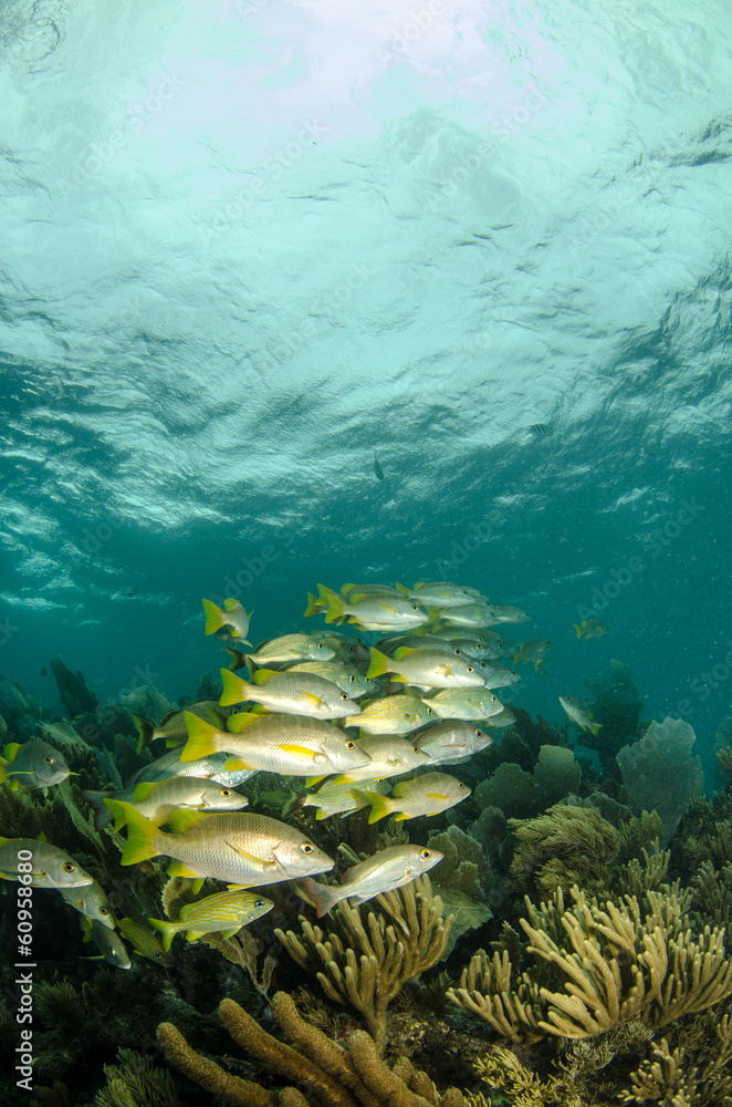 Fototapeta premium Grunts and snappers, caribbean sea.