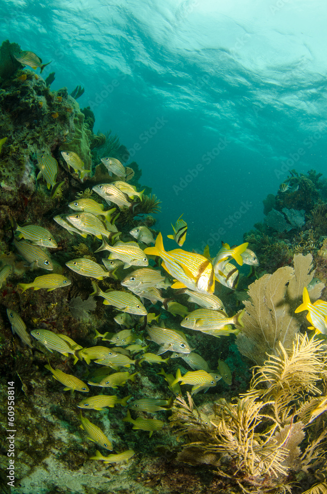 Obraz premium Grunts and snappers, caribbean sea.
