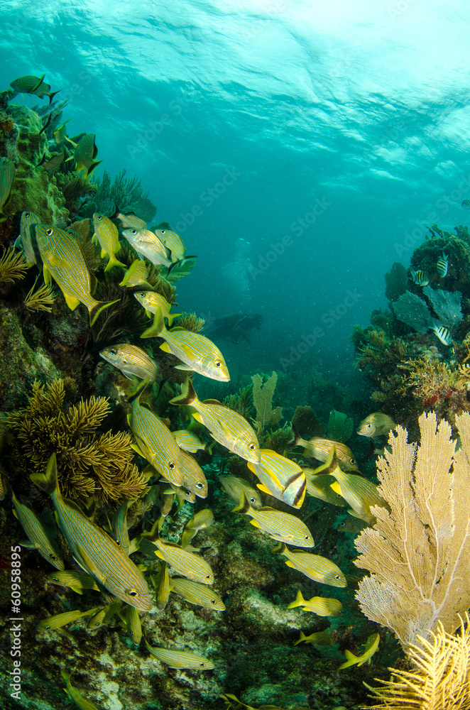Fototapeta premium Grunts and snappers, caribbean sea.