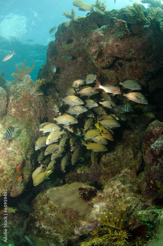Fototapeta premium Grunts and snappers, caribbean sea.