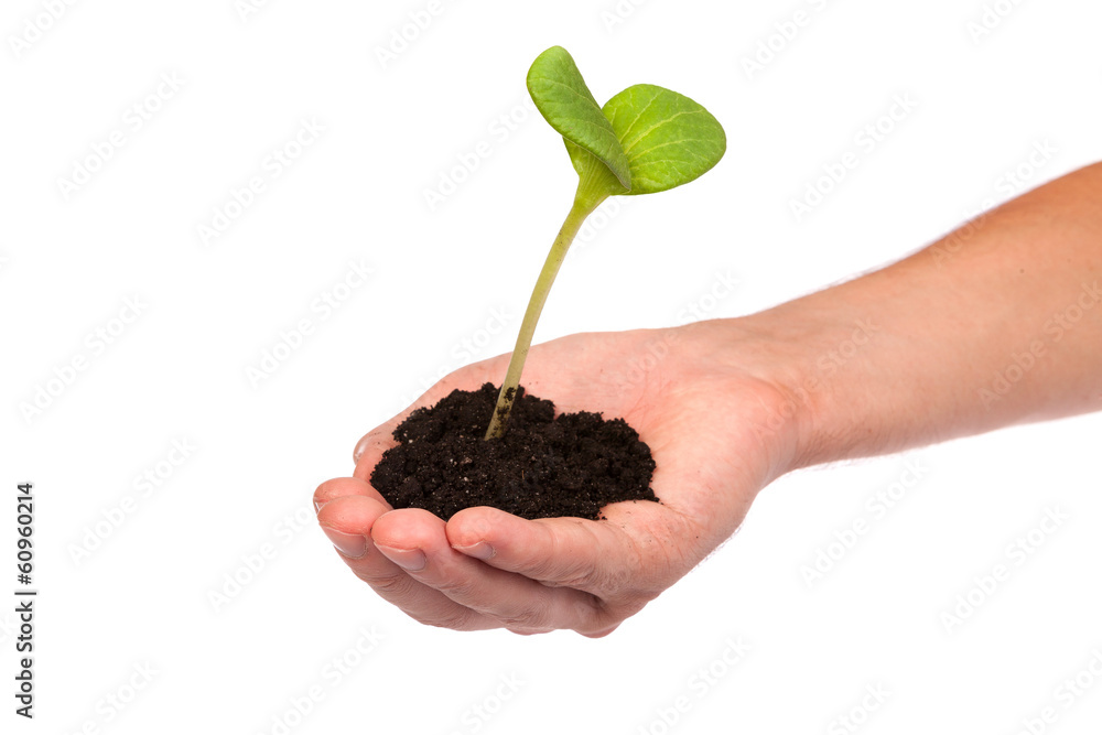 Male hand hold a small sprout and an earth handful Male hand hold a small sprout and an earth handful