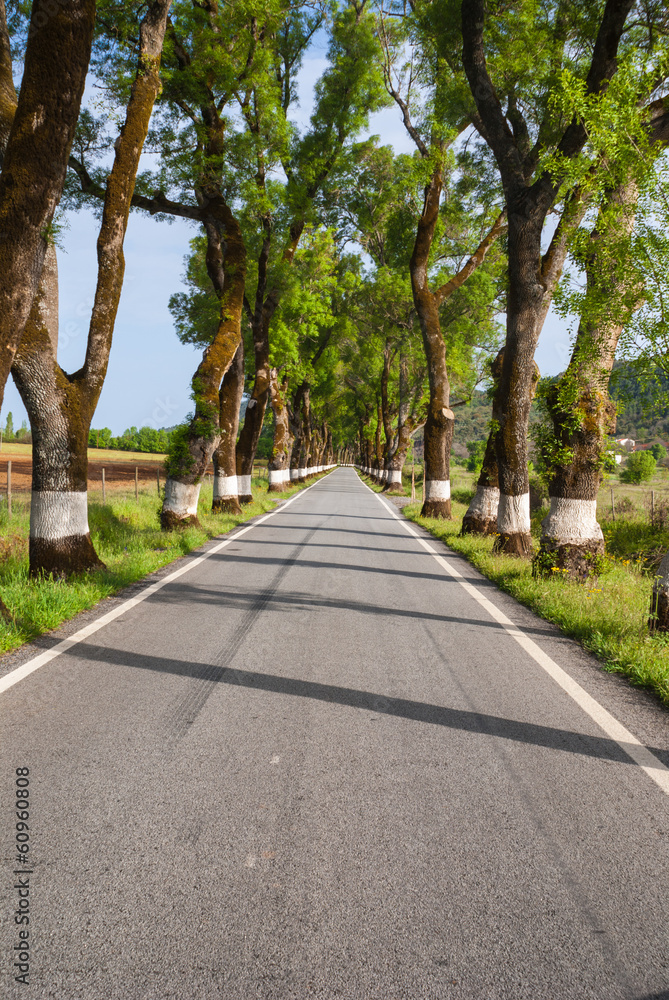  Road of green trees during spring time in the Portugal