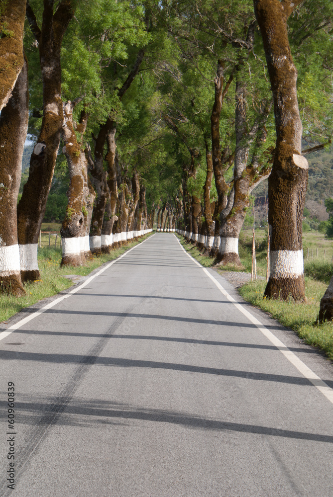 Obraz premium Road of green trees during spring time in the Portugal
