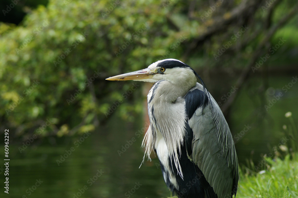 WADING BIRDS - Grey Heron / Czapla siwa WADING BIRDS - Grey Heron / Czapla siwa