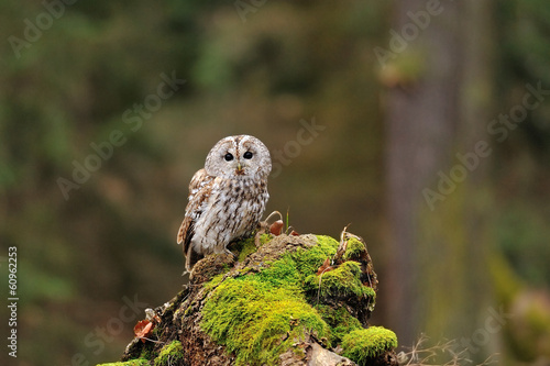 Tawny Owl in the wood