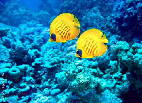 Group of coral fish  in water. #60962801
