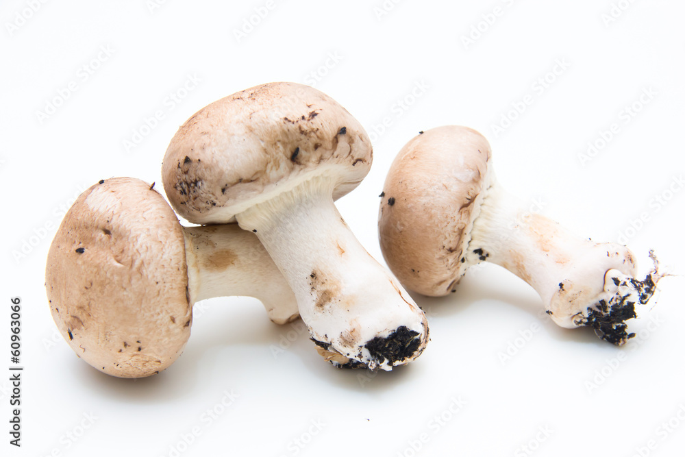 Funghi