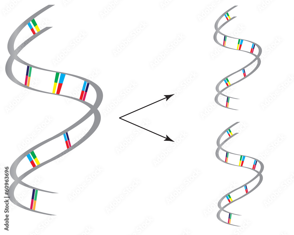 DNA Replication Stock Vector | Adobe Stock