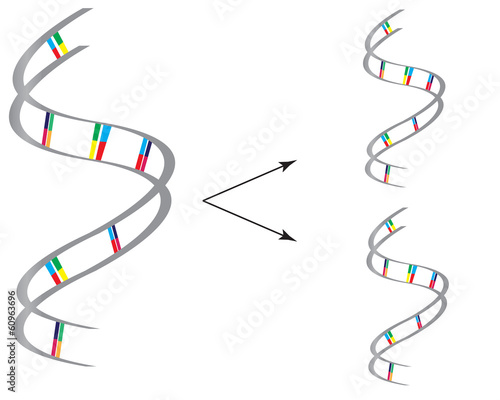 DNA Replication