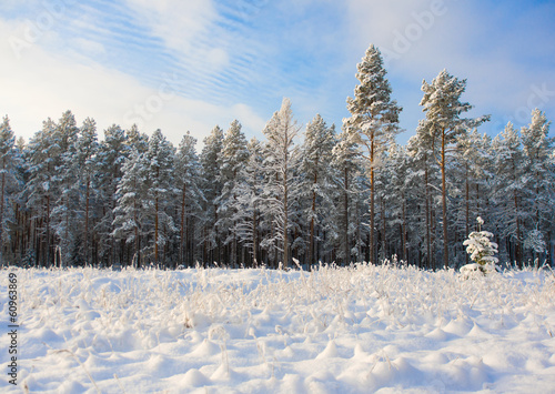 Winter landscape with blue sky