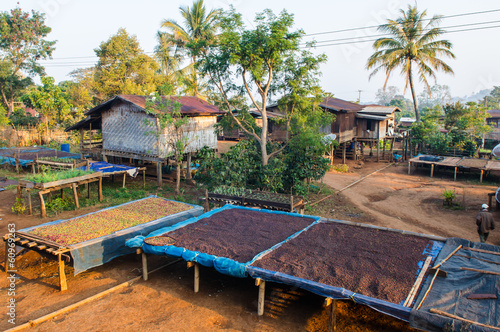 Drying coffee berries